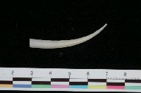 藏品(八角象牙貝)的圖片